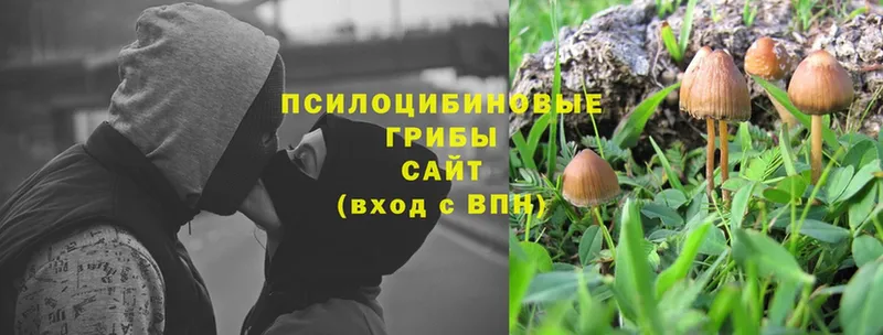 Псилоцибиновые грибы Psilocybine cubensis  Ивантеевка 